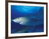 Caribbean Reef Shark, Bahamas-Michele Westmorland-Framed Photographic Print