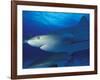 Caribbean Reef Shark, Bahamas-Michele Westmorland-Framed Photographic Print