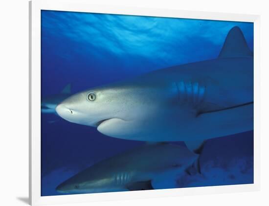 Caribbean Reef Shark, Bahamas-Michele Westmorland-Framed Photographic Print