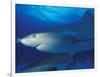 Caribbean Reef Shark, Bahamas-Michele Westmorland-Framed Photographic Print