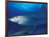 Caribbean Reef Shark, Bahamas-Michele Westmorland-Framed Photographic Print