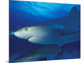 Caribbean Reef Shark, Bahamas-Michele Westmorland-Mounted Photographic Print