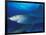 Caribbean Reef Shark, Bahamas-Michele Westmorland-Framed Photographic Print