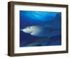 Caribbean Reef Shark, Bahamas-Michele Westmorland-Framed Photographic Print