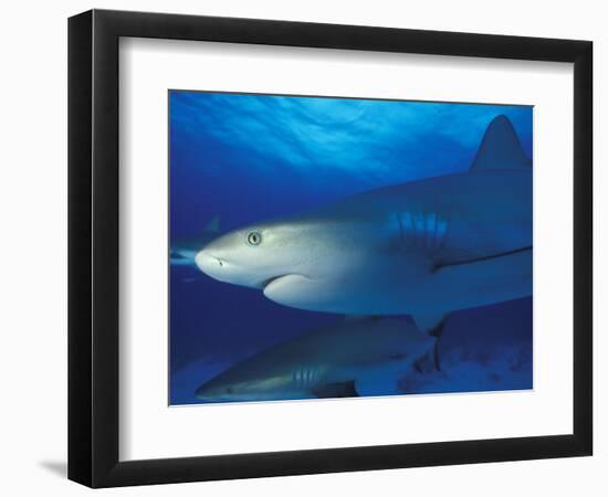 Caribbean Reef Shark, Bahamas-Michele Westmorland-Framed Photographic Print