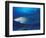 Caribbean Reef Shark, Bahamas-Michele Westmorland-Framed Photographic Print