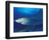 Caribbean Reef Shark, Bahamas-Michele Westmorland-Framed Photographic Print