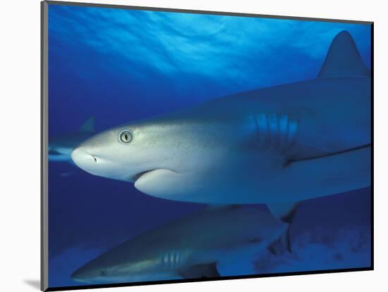 Caribbean Reef Shark, Bahamas-Michele Westmorland-Mounted Photographic Print
