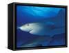 Caribbean Reef Shark, Bahamas-Michele Westmorland-Framed Stretched Canvas