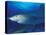 Caribbean Reef Shark, Bahamas-Michele Westmorland-Stretched Canvas