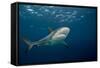 Caribbean Reef Shark (Carcharhinus Perezi)-Stephen Frink-Framed Stretched Canvas