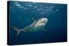 Caribbean Reef Shark (Carcharhinus Perezi)-Stephen Frink-Stretched Canvas