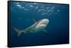 Caribbean Reef Shark (Carcharhinus Perezi)-Stephen Frink-Framed Stretched Canvas