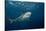Caribbean Reef Shark (Carcharhinus Perezi)-Stephen Frink-Stretched Canvas