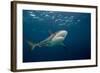 Caribbean Reef Shark (Carcharhinus Perezi)-Stephen Frink-Framed Photographic Print