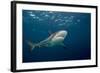 Caribbean Reef Shark (Carcharhinus Perezi)-Stephen Frink-Framed Photographic Print