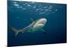 Caribbean Reef Shark (Carcharhinus Perezi)-Stephen Frink-Mounted Photographic Print