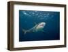 Caribbean Reef Shark (Carcharhinus Perezi)-Stephen Frink-Framed Photographic Print