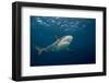 Caribbean Reef Shark (Carcharhinus Perezi)-Stephen Frink-Framed Photographic Print