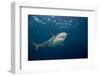 Caribbean Reef Shark (Carcharhinus Perezi)-Stephen Frink-Framed Photographic Print