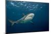 Caribbean Reef Shark (Carcharhinus Perezi)-Stephen Frink-Mounted Photographic Print