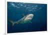 Caribbean Reef Shark (Carcharhinus Perezi)-Stephen Frink-Framed Photographic Print