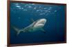 Caribbean Reef Shark (Carcharhinus Perezi)-Stephen Frink-Framed Photographic Print