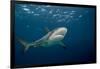 Caribbean Reef Shark (Carcharhinus Perezi)-Stephen Frink-Framed Photographic Print