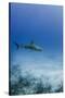 Caribbean Reef Shark, Jardines De La Reina National Park, Cuba-Pete Oxford-Stretched Canvas