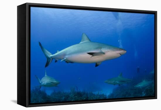 Caribbean Reef Shark, Jardines De La Reina National Park, Cuba-Pete Oxford-Framed Stretched Canvas