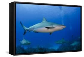 Caribbean Reef Shark, Jardines De La Reina National Park, Cuba-Pete Oxford-Framed Stretched Canvas