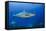 Caribbean Reef Shark, Jardines De La Reina National Park, Cuba-Pete Oxford-Framed Stretched Canvas