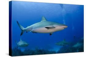 Caribbean Reef Shark, Jardines De La Reina National Park, Cuba-Pete Oxford-Stretched Canvas