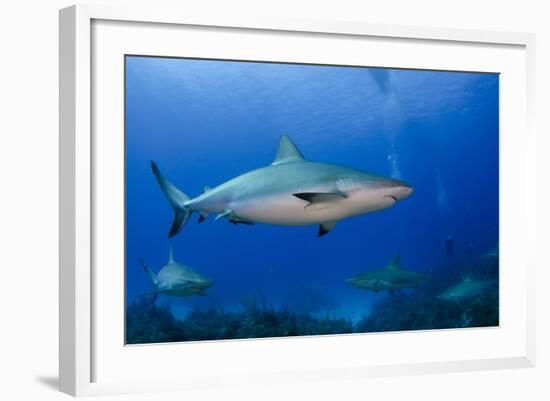 Caribbean Reef Shark, Jardines De La Reina National Park, Cuba-Pete Oxford-Framed Photographic Print