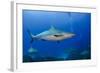 Caribbean Reef Shark, Jardines De La Reina National Park, Cuba-Pete Oxford-Framed Photographic Print