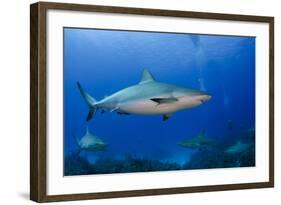 Caribbean Reef Shark, Jardines De La Reina National Park, Cuba-Pete Oxford-Framed Photographic Print