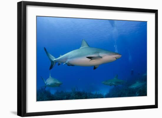 Caribbean Reef Shark, Jardines De La Reina National Park, Cuba-Pete Oxford-Framed Photographic Print