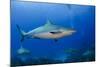 Caribbean Reef Shark, Jardines De La Reina National Park, Cuba-Pete Oxford-Mounted Photographic Print