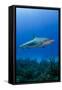 Caribbean Reef Shark, Jardines De La Reina National Park, Cuba-Pete Oxford-Framed Stretched Canvas