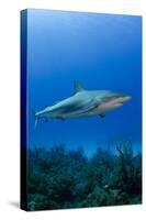 Caribbean Reef Shark, Jardines De La Reina National Park, Cuba-Pete Oxford-Stretched Canvas