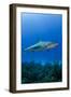 Caribbean Reef Shark, Jardines De La Reina National Park, Cuba-Pete Oxford-Framed Photographic Print