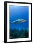 Caribbean Reef Shark, Jardines De La Reina National Park, Cuba-Pete Oxford-Framed Photographic Print