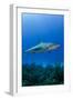 Caribbean Reef Shark, Jardines De La Reina National Park, Cuba-Pete Oxford-Framed Photographic Print