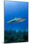 Caribbean Reef Shark, Jardines De La Reina National Park, Cuba-Pete Oxford-Mounted Photographic Print