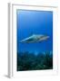 Caribbean Reef Shark, Jardines De La Reina National Park, Cuba-Pete Oxford-Framed Photographic Print