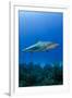 Caribbean Reef Shark, Jardines De La Reina National Park, Cuba-Pete Oxford-Framed Photographic Print