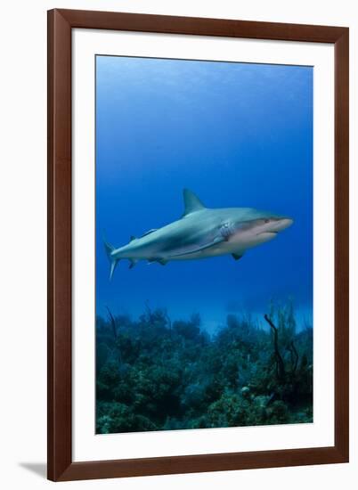 Caribbean Reef Shark, Jardines De La Reina National Park, Cuba-Pete Oxford-Framed Photographic Print