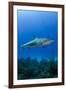 Caribbean Reef Shark, Jardines De La Reina National Park, Cuba-Pete Oxford-Framed Photographic Print