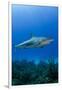 Caribbean Reef Shark, Jardines De La Reina National Park, Cuba-Pete Oxford-Framed Photographic Print