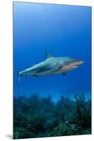 Caribbean Reef Shark, Jardines De La Reina National Park, Cuba-Pete Oxford-Mounted Premium Photographic Print